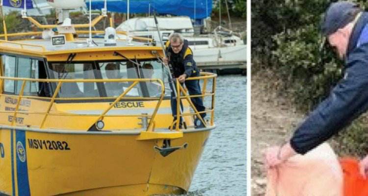 Koala rimasto intrappolato ad un palo in mezzo al mare