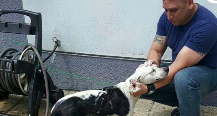 Corgi entra nel corpo di polizia, dopo che nella sua vita ha subito solo maltrattamenti