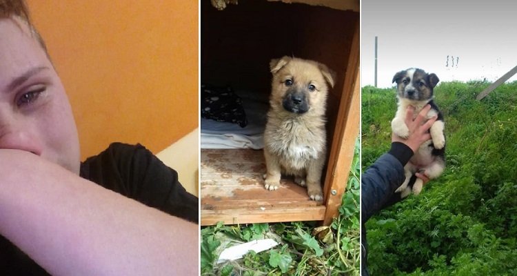 Canicattì: trovati morti i cuccioli di Vittorio Russo, il volontario bambino