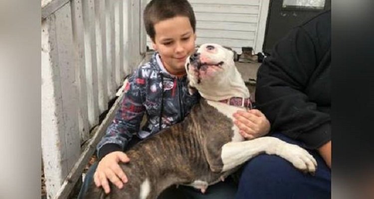 Pitbull protegge un bambino durante un furto