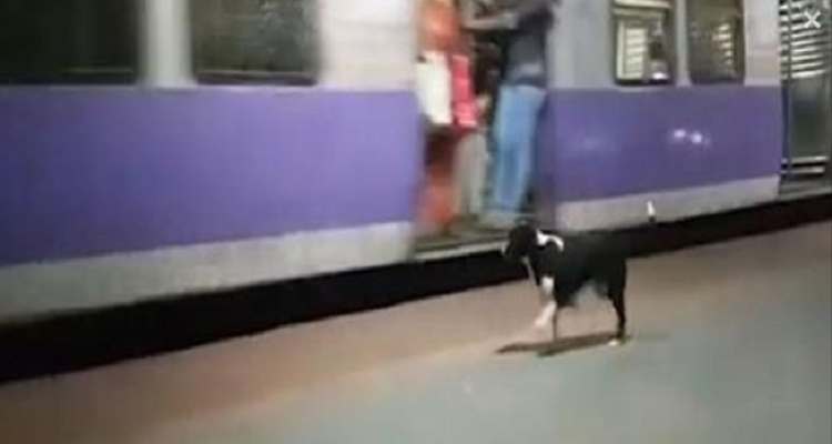 Il mistero della cagnolina che aspetta alla stazione