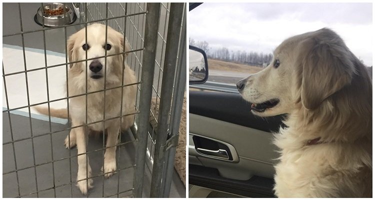 Il cane esce dal rifugio e da la zampa alla donna che lo porta a casa