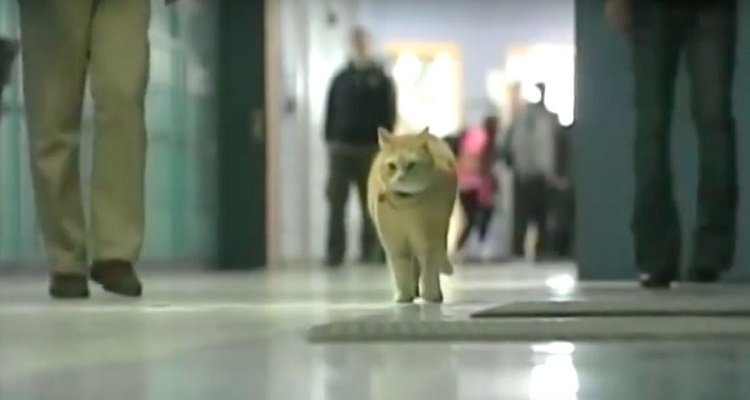 Simba, il gatto va a scuola e gli studenti lo amano