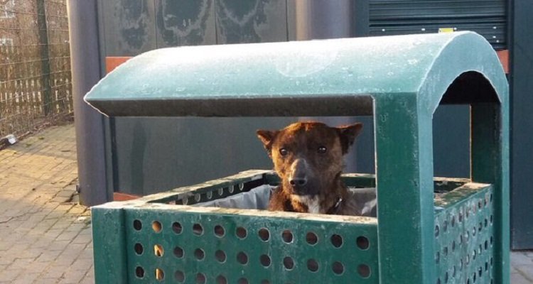 Il mistero del cane nel cestino d’immondizia