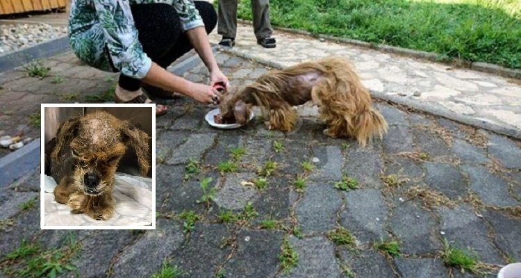 Frodo, il cane brutto da far paura adesso si è trasformato in una meraviglia