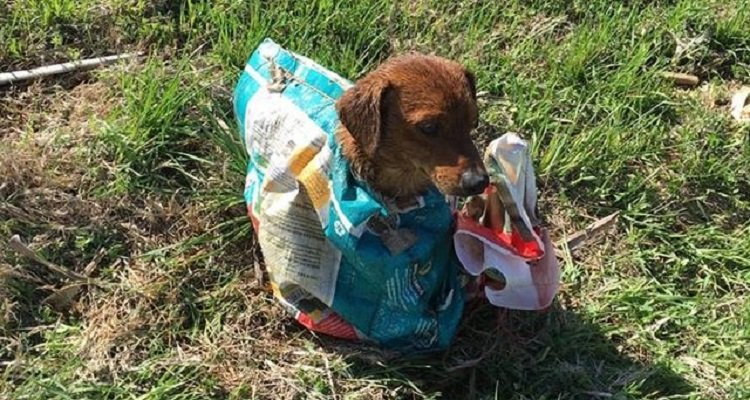 Shapp e Bubba, un incontro speciale