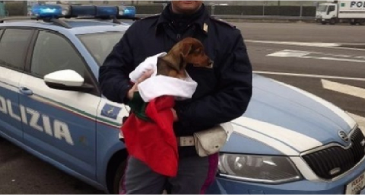 Cosa fare in caso di abbandono di animale in autostrada