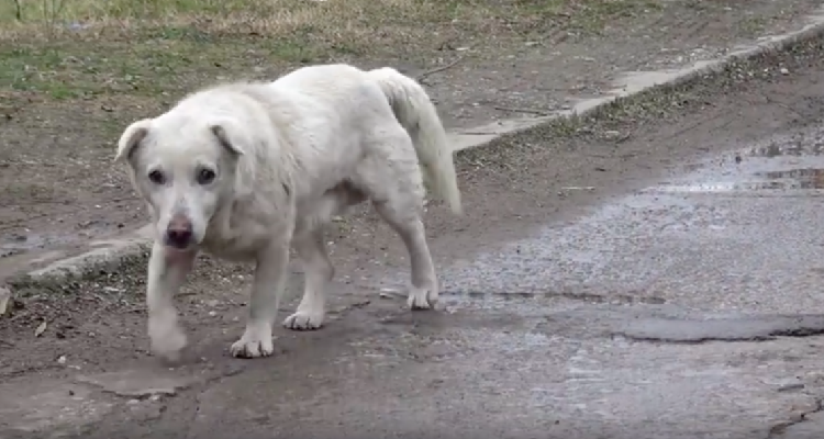 Cane perduto diventa triste quando il proprietario non lo vuole più