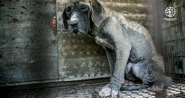 Cane rinchiuso in una gabbia al caldo salvato proprio prima della morte