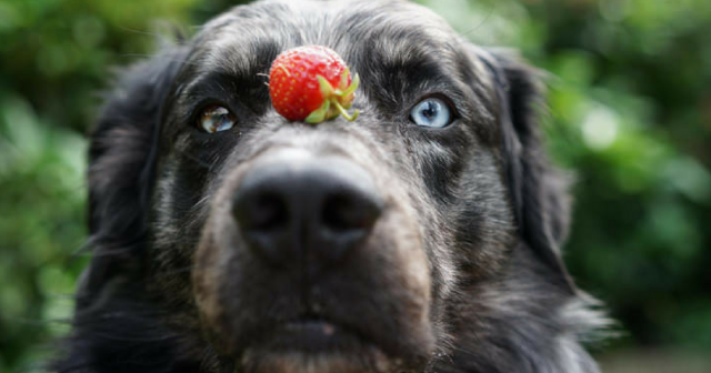 cane che mangia frutta