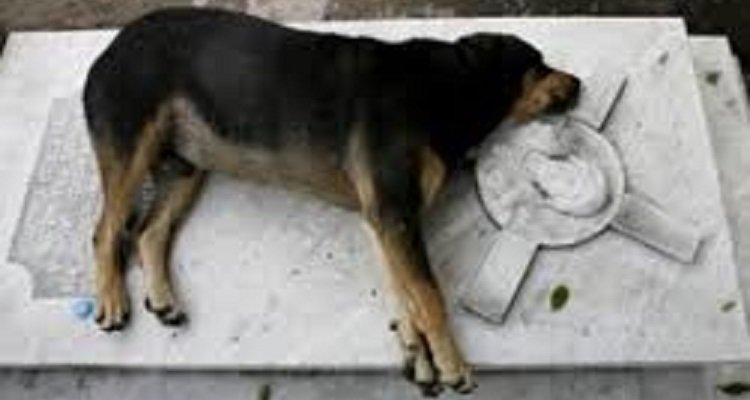 Addio Capitan, il cane che ha dormito sulla tomba del suo padrone per undici anni