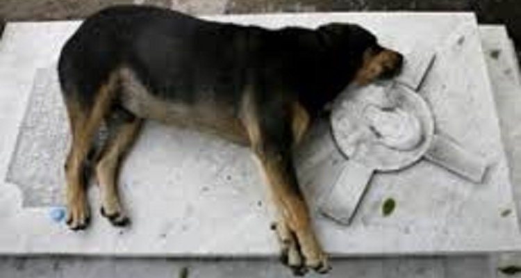 Addio Capitan, il cane che ha dormito sulla tomba del suo padrone per undici anni