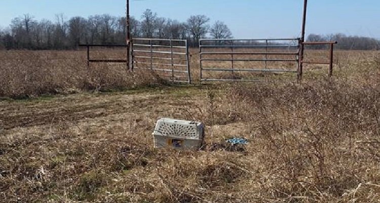 Il cane chiuso in un trasportino adesso ha una nuova meravigliosa vita