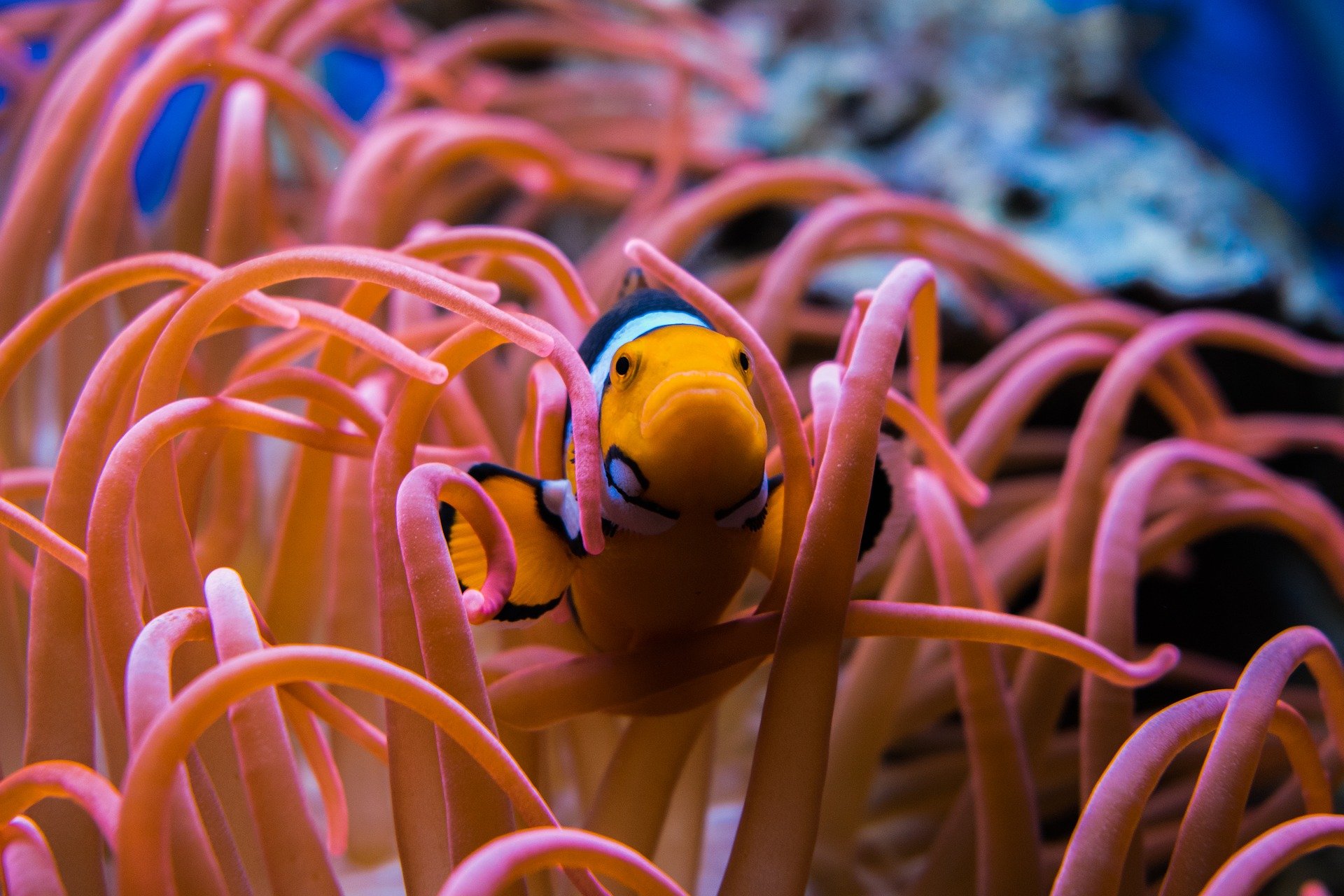 Giappone, l’acquario chiude perché i visitatori non vogliono la sofferenza degli animali