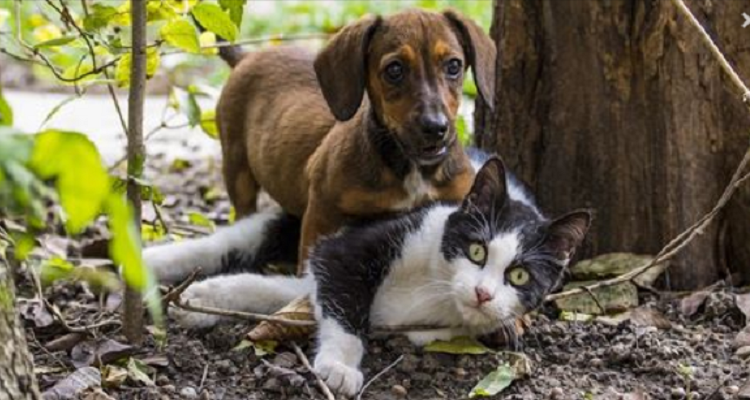 Cane o gatto? In base alla vostra scelta vi diciamo la vostra personalità