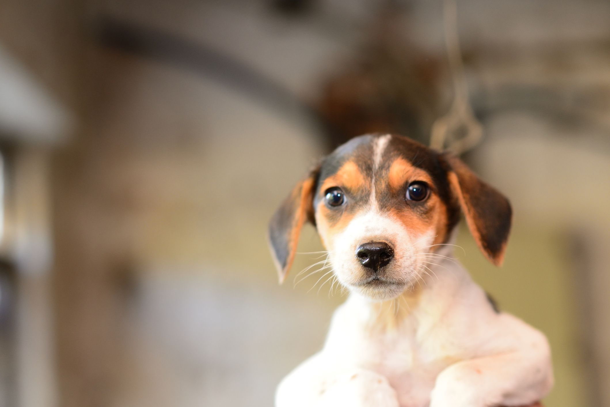 Elezioni Politiche 2018 e diritti degli animali: il punto della LAV