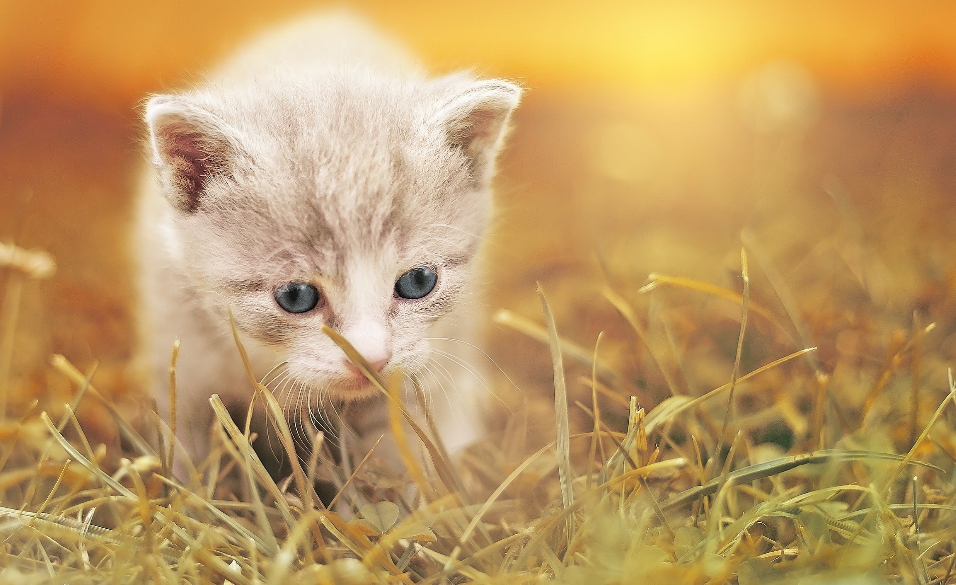 Oggi è la Festa del Gatto