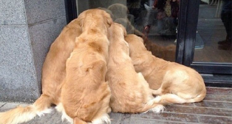 Ecco perché amo i cani