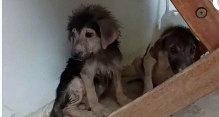 La storia dei cuccioli che avevano il terrore degli esseri umani.