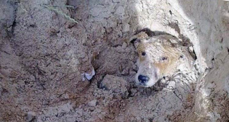 Lily è stata sepolta viva perché disturbava