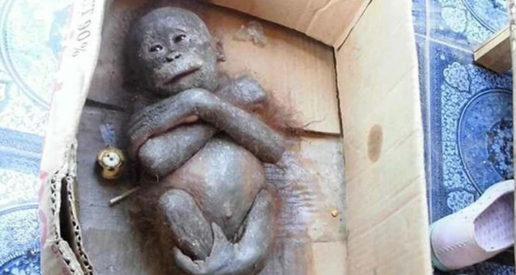 Trovata “mummia ” di orango, la storia della sua trasformazione