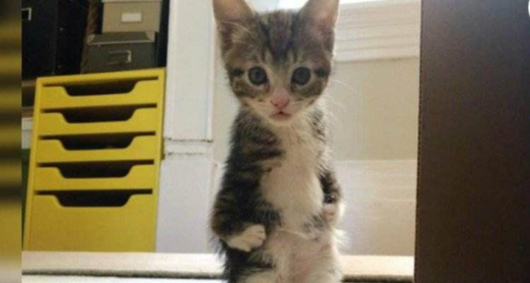 Roo la gattina che soffriva di una rara condizione