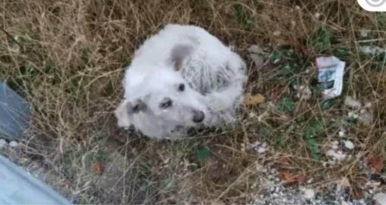 Cane si stava lasciando morire, solo e abbandonato in una strada deserta