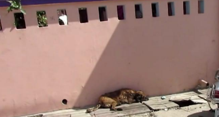 Cane quasi morto a causa di mosche e vermi: ecco la sua trasformazione