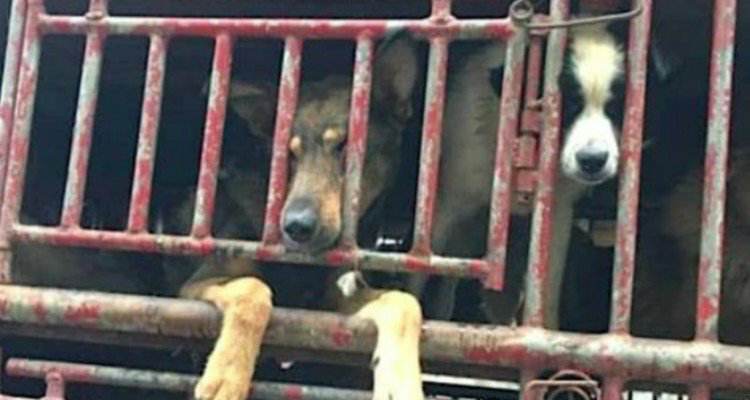 Camion pieno di cani pronti per essere maltrattati e uccisi