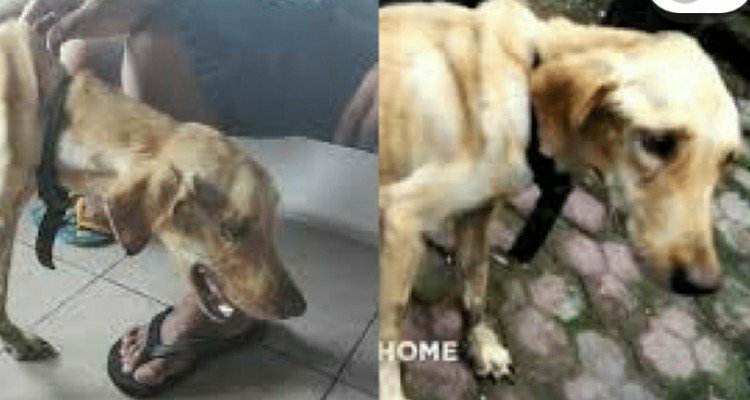 Goldie abbandonato in un buco per non farlo vedere