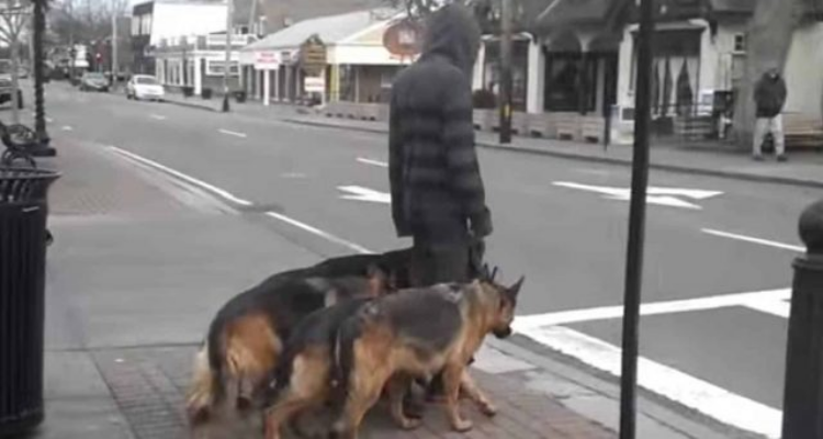 Se pensi che quest’uomo stia camminando con i suoi cani, guarda più da vicino