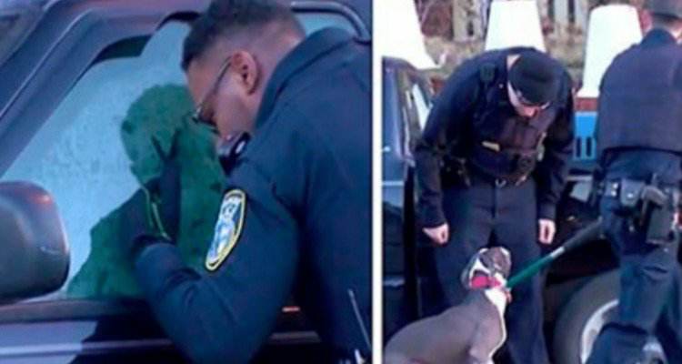 Pit bull incastrato in una macchina
