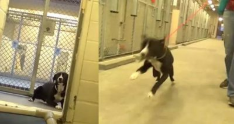 “Il suo nome era ‘depression dog’, quanta tristezza…”