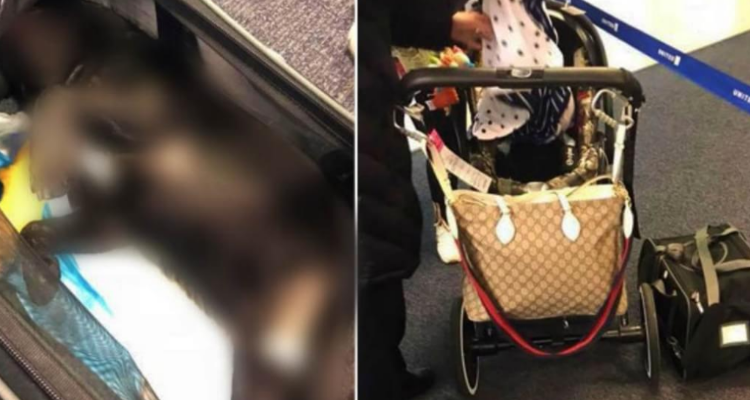 Trattato come una valigia, cagnolino perde la vita durante il volo