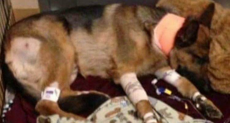Ladri sparano a Rex perché voleva proteggere il suo amico umano