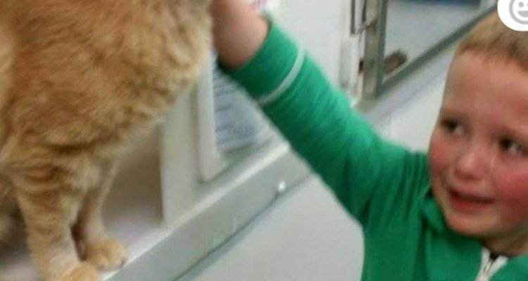 Ronnie scoppia a piangere quando rivede il suo amato gatto