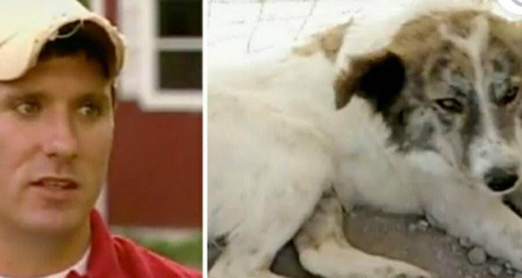 3 cani salvano la vita a Chris ed ai suoi compagni