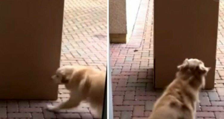 Cane impazzisce quando capisce che dentro la scatola c’è la sua cara amica umana