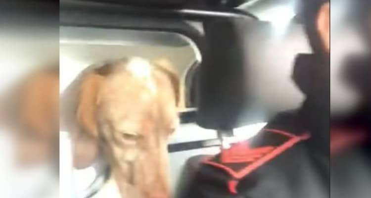 Impossibile? No no, è accaduto davvero! Questi due carabinieri hanno arrestato quel cane!