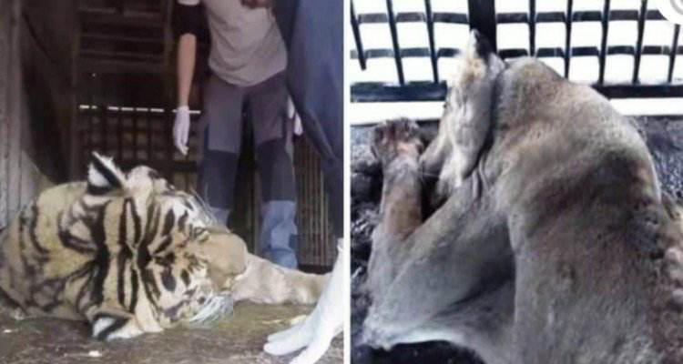 Ecco quello che fanno nel circo a quei poveri animali.