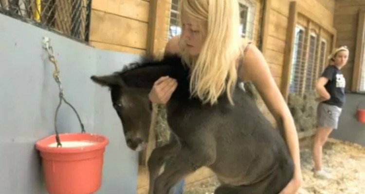 I cuccioli allevati per uno scopo crudele