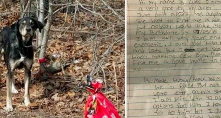 Zeus legato ad un albero in una foresta con una lettera al collo