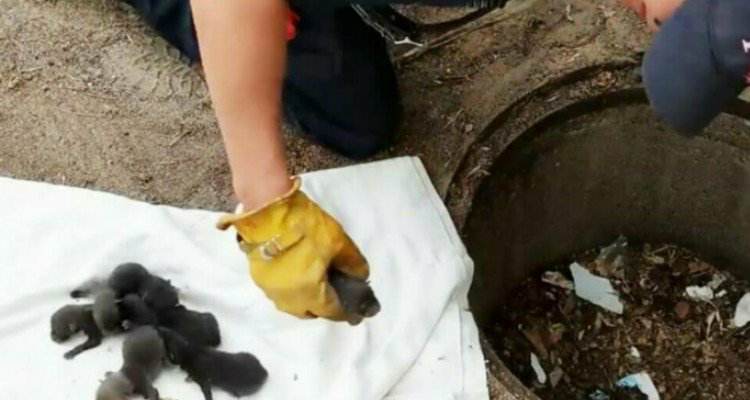 Vigili del fuoco salvano 8 cuccioli di cane, ma in reltà erano….