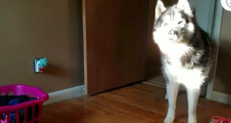 La risposta dell’husky dopo che ha rubato la scarpa alla sua amica umana
