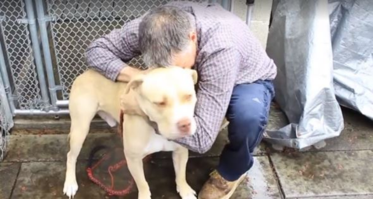 Costretto a separarsi dal suo amato cane, prega centinaia di persone di adottarlo