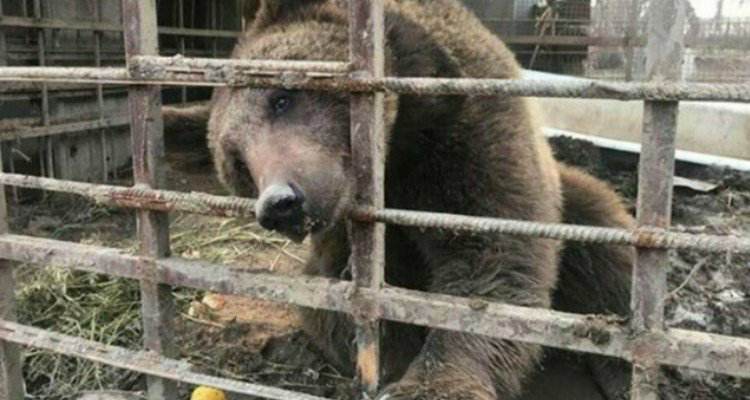 E’ stata prigioniera per anni, ecco il salvataggio
