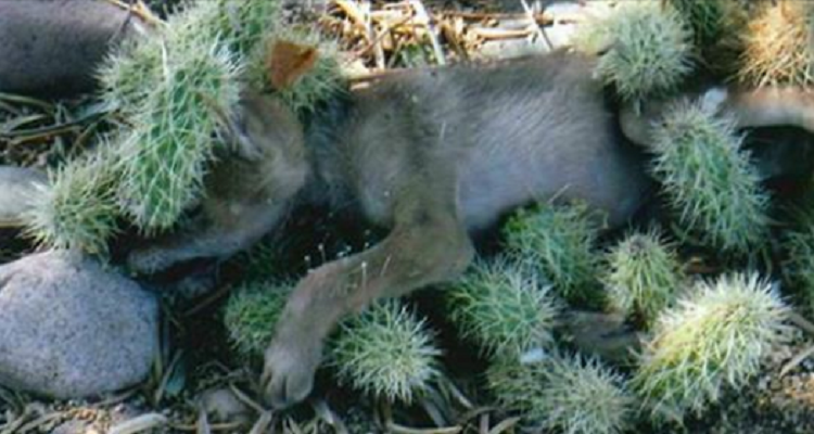Cucciolo bloccato dai cactus.