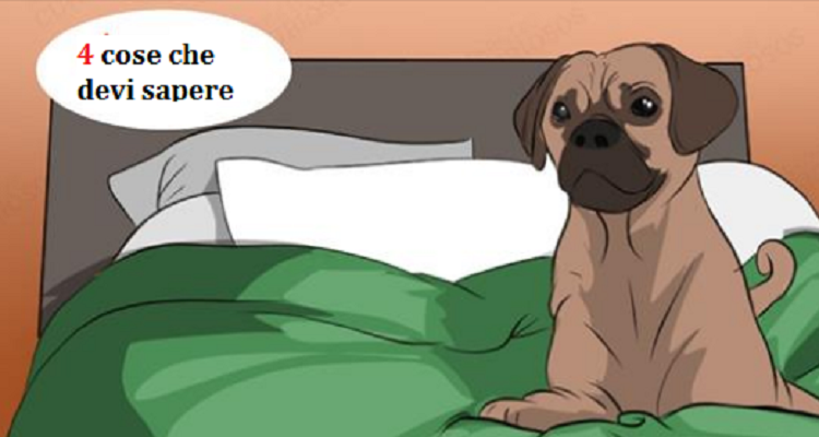 Cose che dovresti sapere prima di far dormire il tuo cane nel tuo letto…