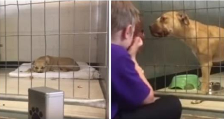 La piccola Nala depressa torna a vivere