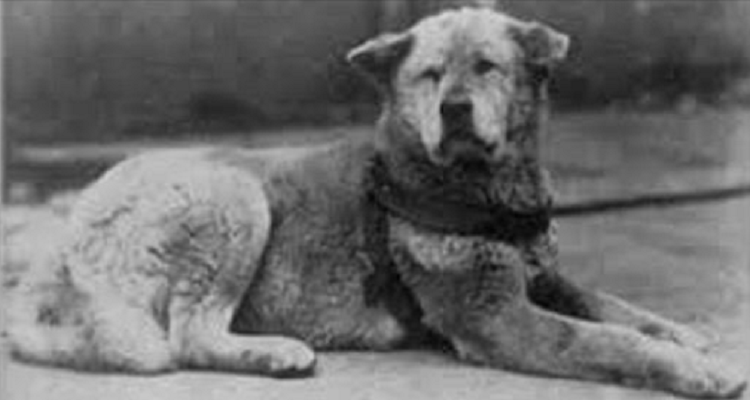 Ecco alcune foto molto rare del vero Hachiko